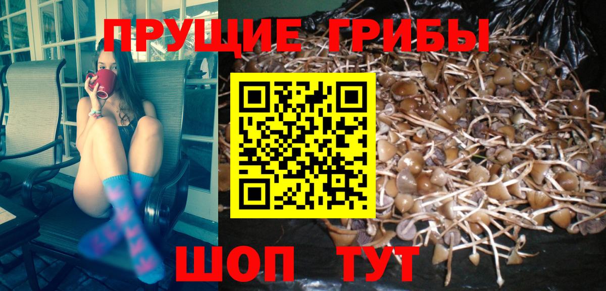 Псилоцибиновые грибы прущие грибы Элиста
